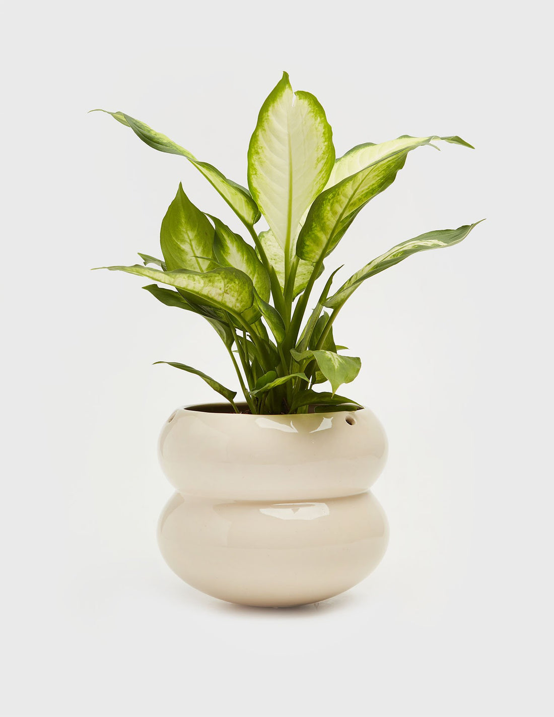 Planta Dieffenbachia en maceta de cerámica | Compra plantas online | Balcón