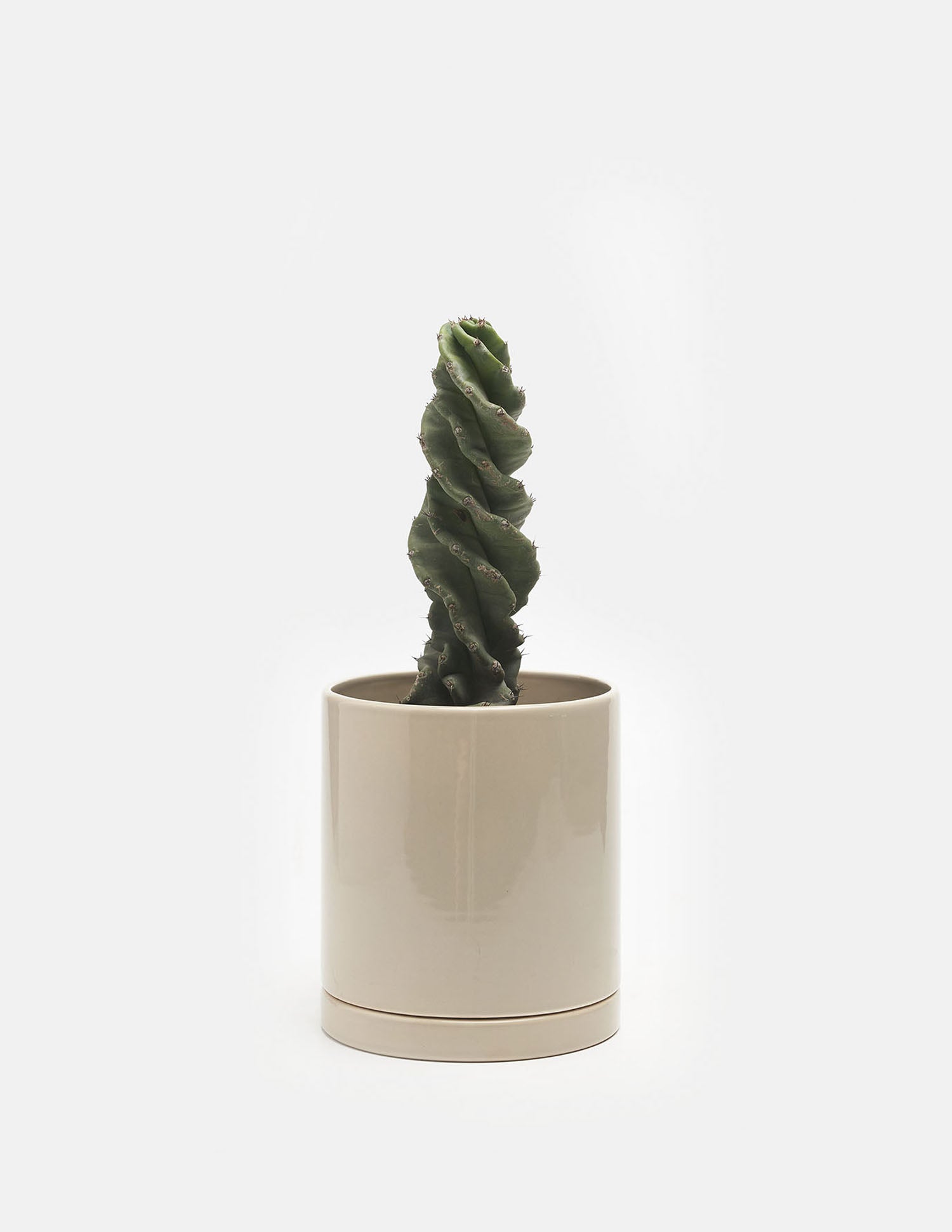 Planta Gran cactus en maceta de cerámica Mies mediana