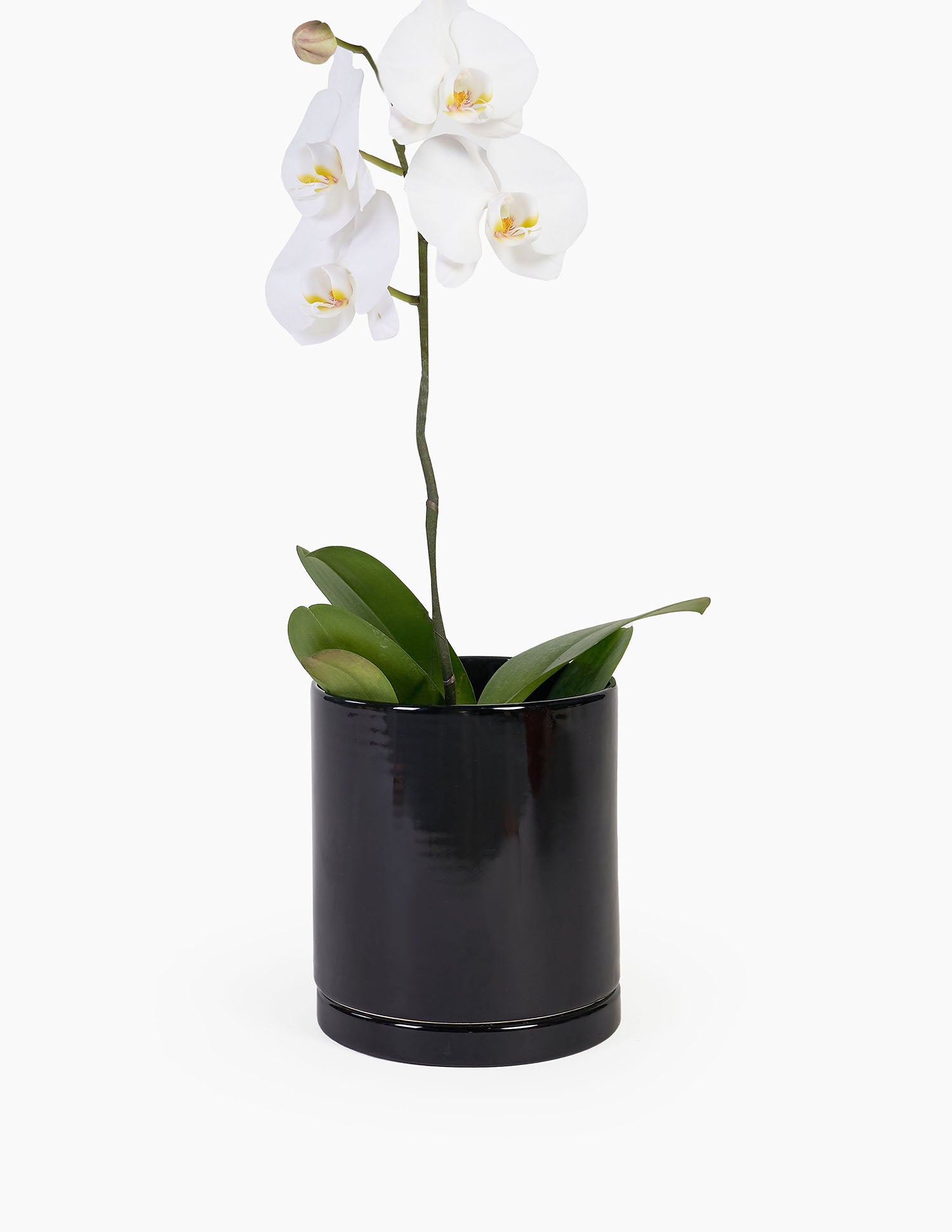 Planta Orquidea en maceta de cerámica Mies mediana