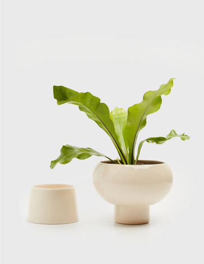 Planta Asplenium en maceta de cerámica | Compra plantas online | Balcón