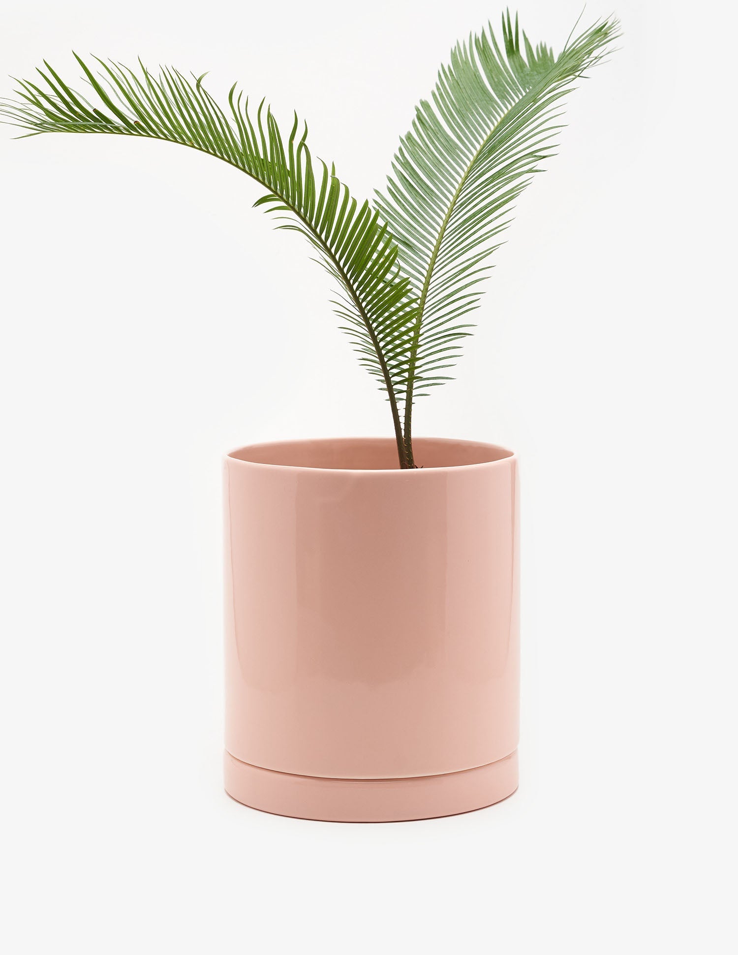 Planta Cyca en maceta de cerámica | Compra plantas online | Balcón