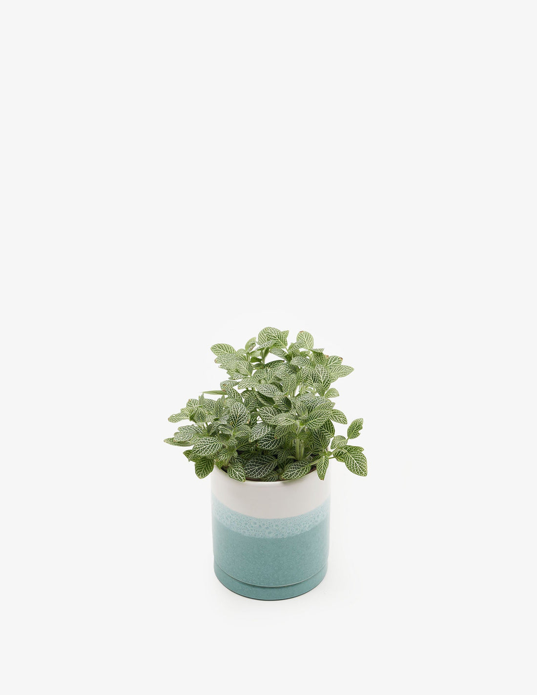 Planta Fittonia en maceta de cerámica | Compra plantas online | Balcón