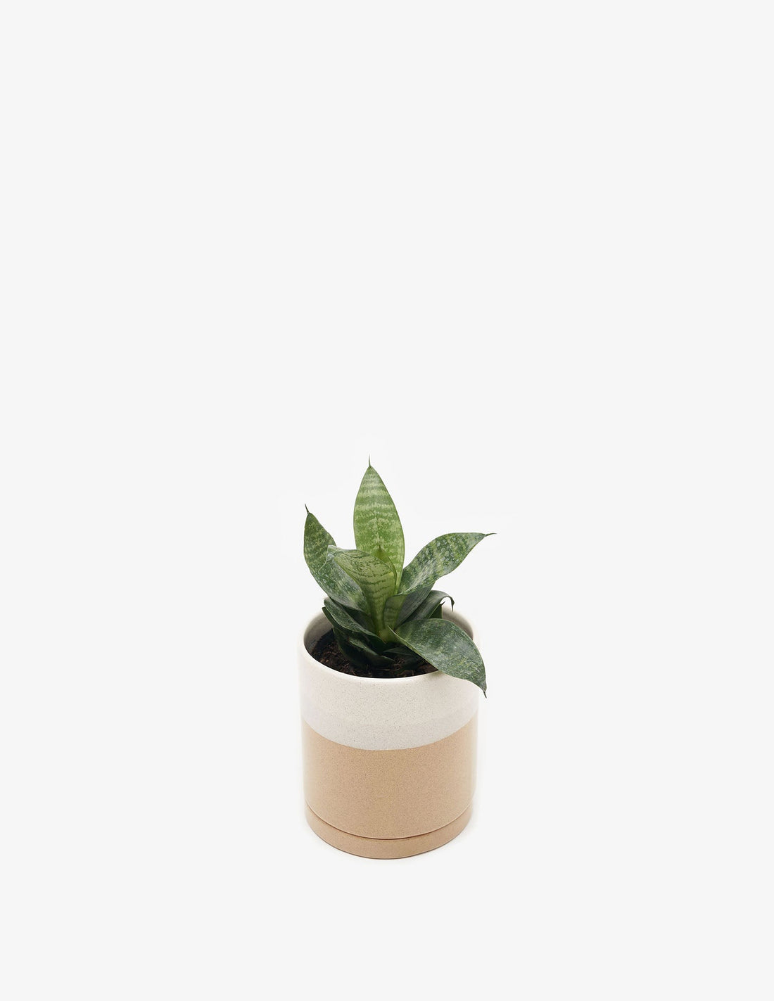 Planta Sansevieria enana en maceta de cerámica | Compra plantas online | Balcón