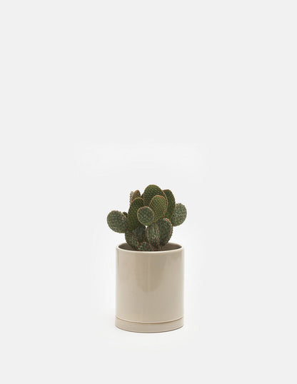 Planta Cactus en maceta de cerámica | Compra plantas online | Balcón