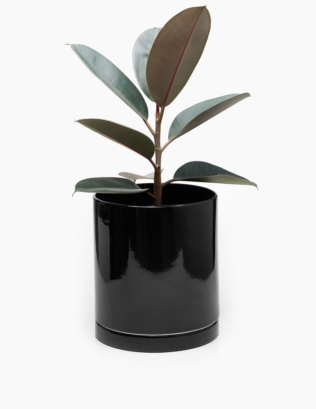 Planta Ficus elástica en maceta de cerámica Mies grande
