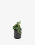 Planta Peperomia Watermelon en maceta de cerámica | Compra plantas online | Balcón