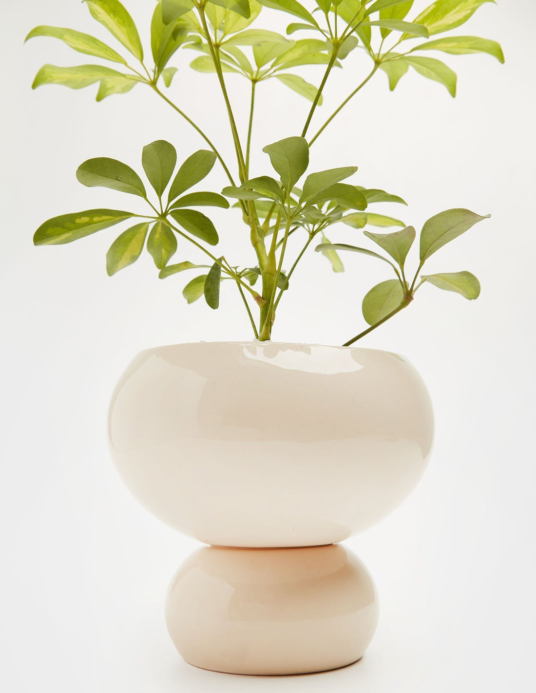 Planta Aralia en maceta de cerámica | Compra plantas online | Balcón