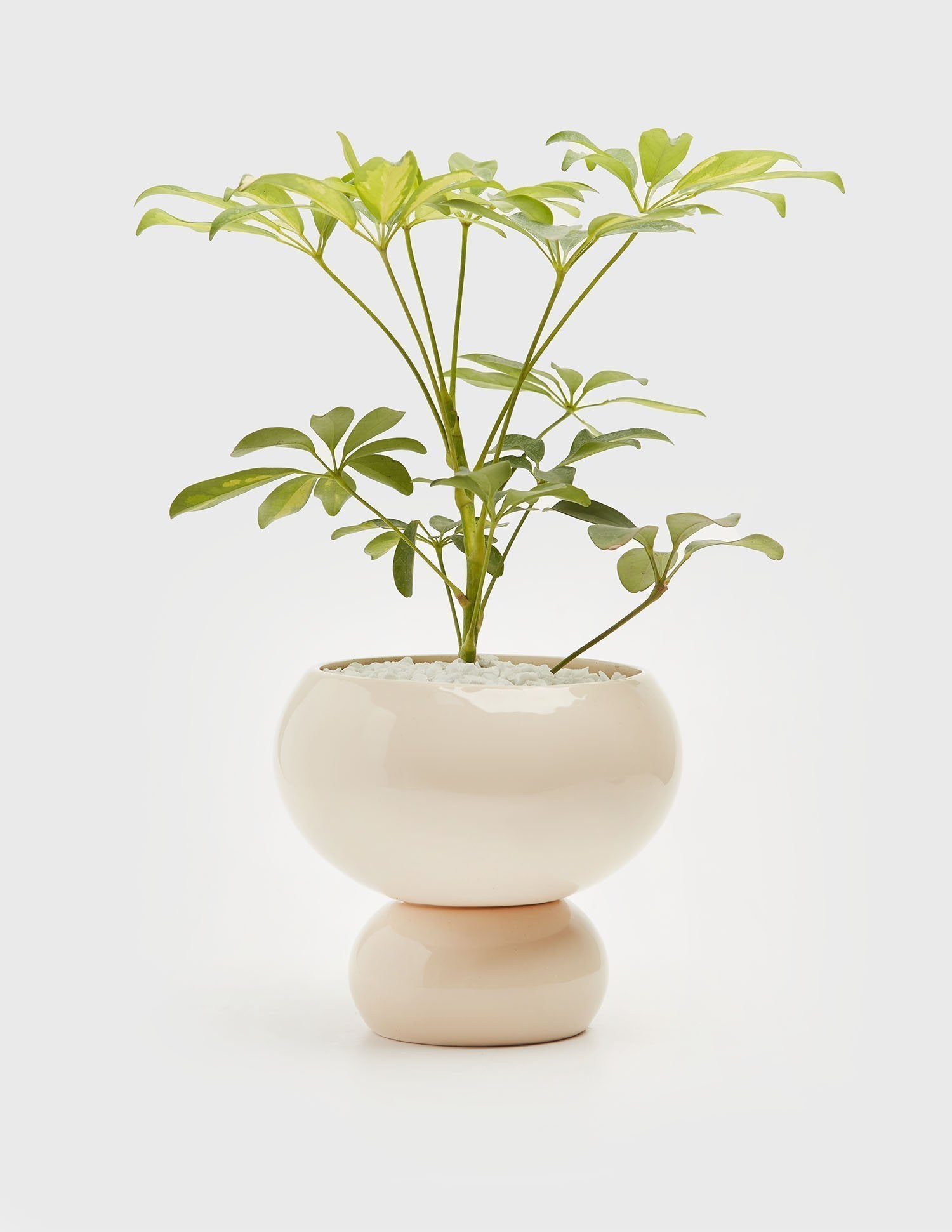 Planta Aralia en maceta de cerámica | Compra plantas online | Balcón