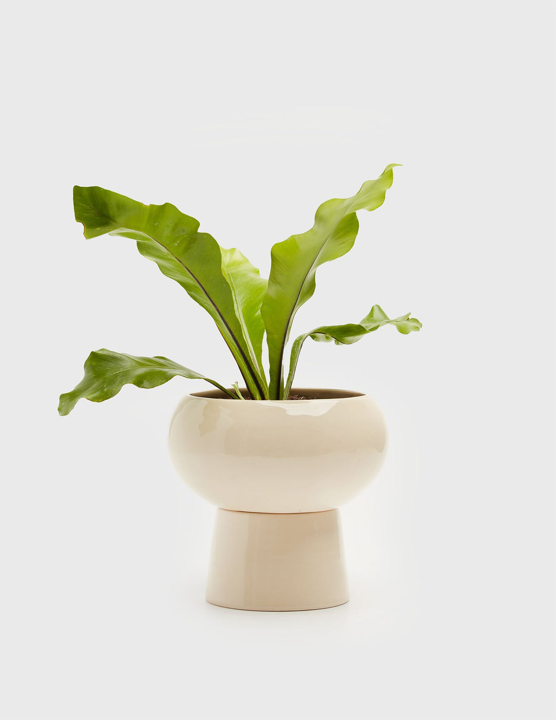 Planta Asplenium en maceta de cerámica | Compra plantas online | Balcón