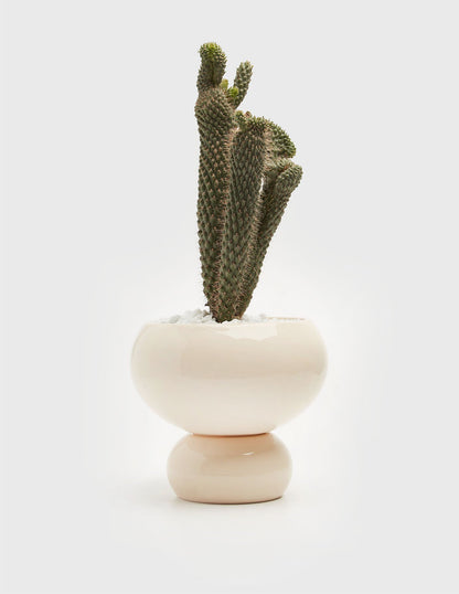Planta Cactus en maceta de cerámica  Compra plantas online  Balcón