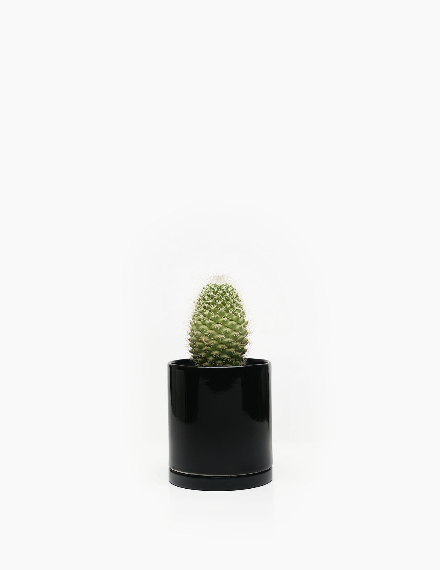 Planta Cactus en maceta de cerámica | Compra plantas online | Balcón