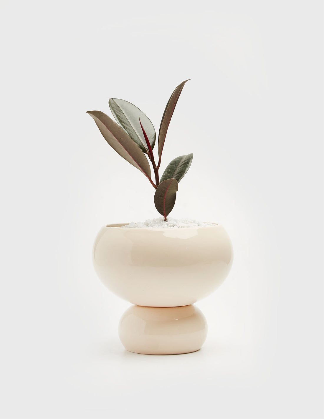 Planta Ficus elástica en maceta de cerámica | Compra plantas online | Balcón