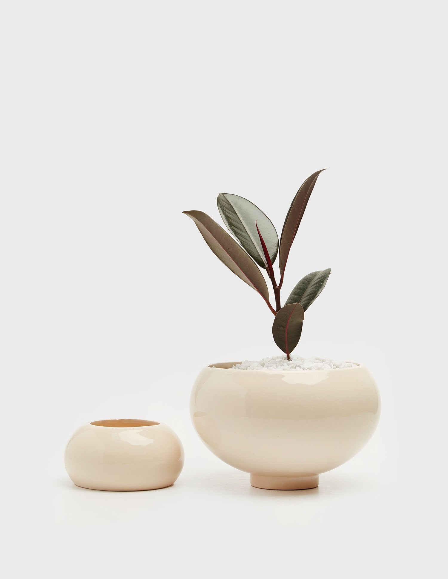 Planta Ficus elástica en maceta de cerámica | Compra plantas online | Balcón