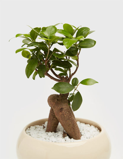 Planta Ficus en maceta de cerámica  Compra plantas online  Balcón