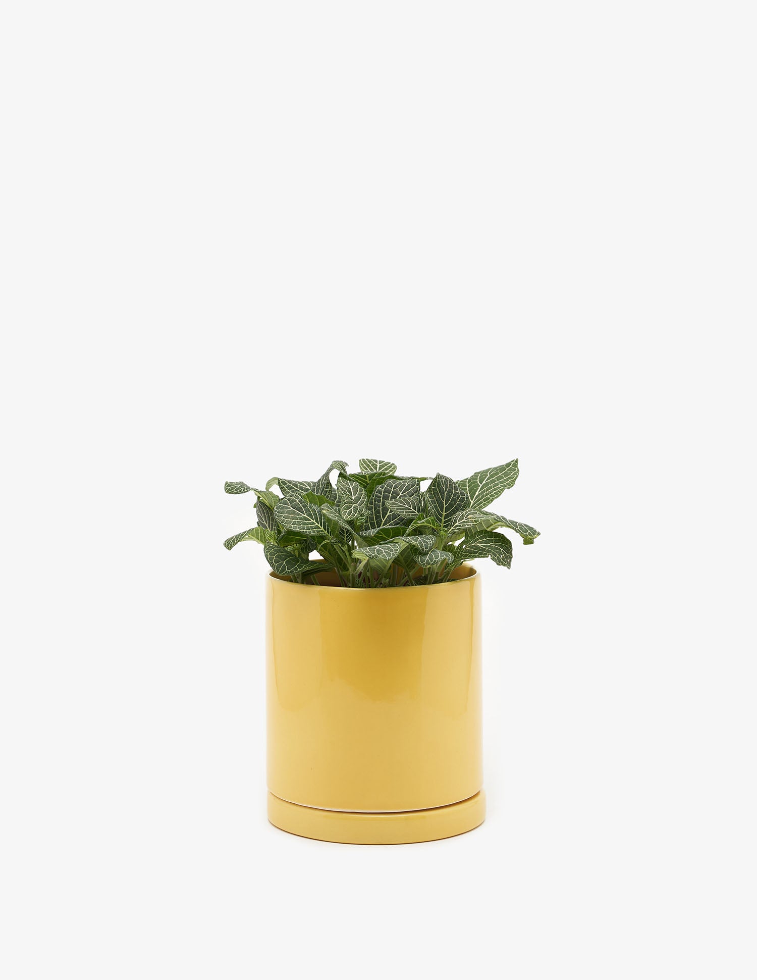 Planta Fittonia en maceta de cerámica | Compra plantas online | Balcón