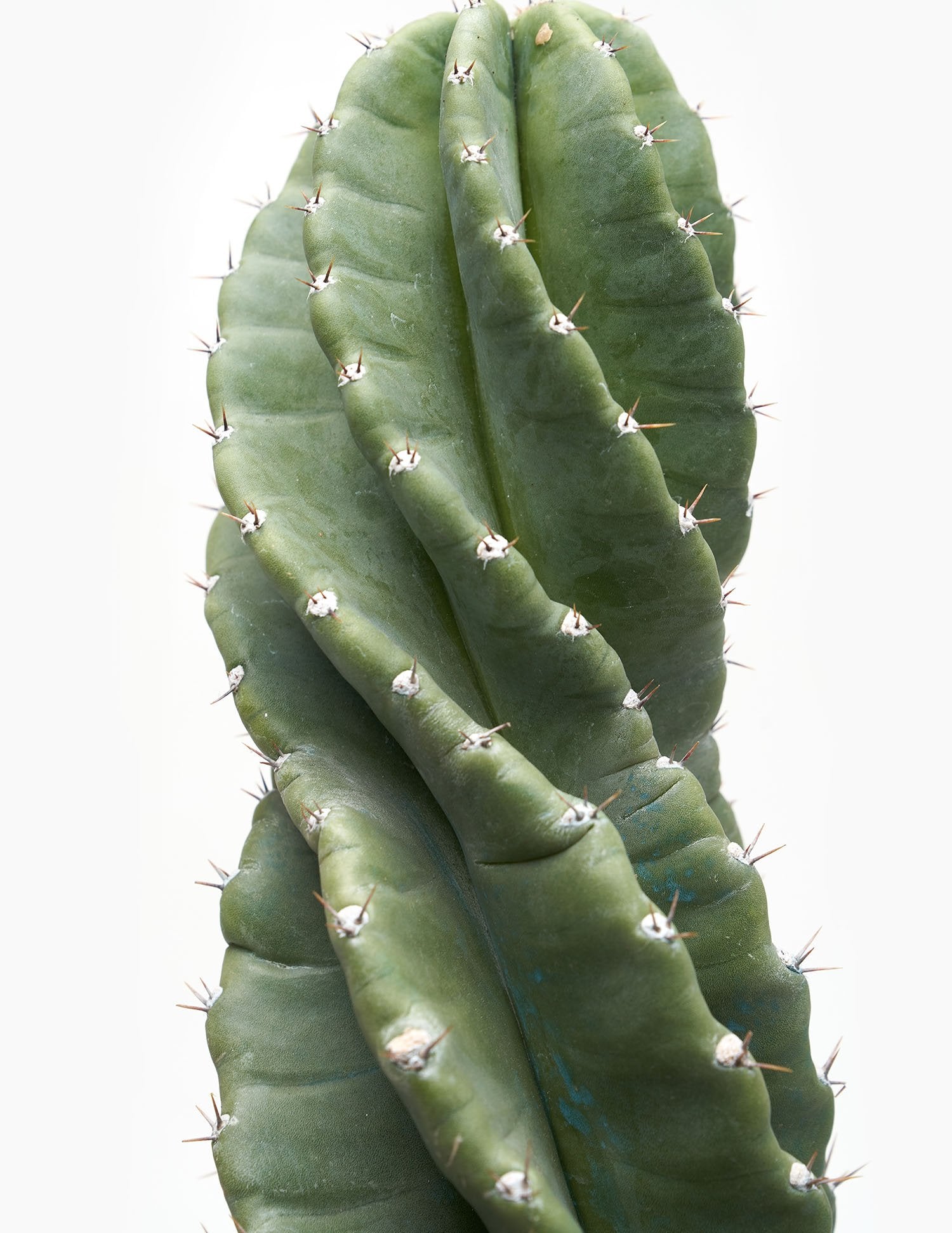 Planta Gran Cactus en maceta de cerámica Mies grande