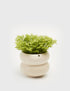 Planta Helecho en maceta de cerámica  Compra plantas online  Balcón