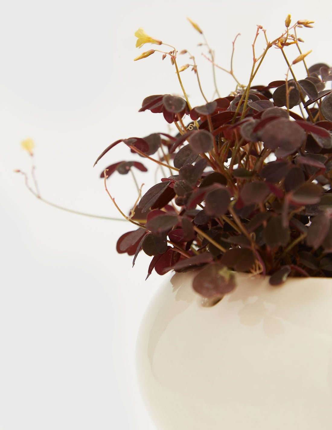 Planta Oxalis en maceta de cerámica  Compra plantas online  Balcón