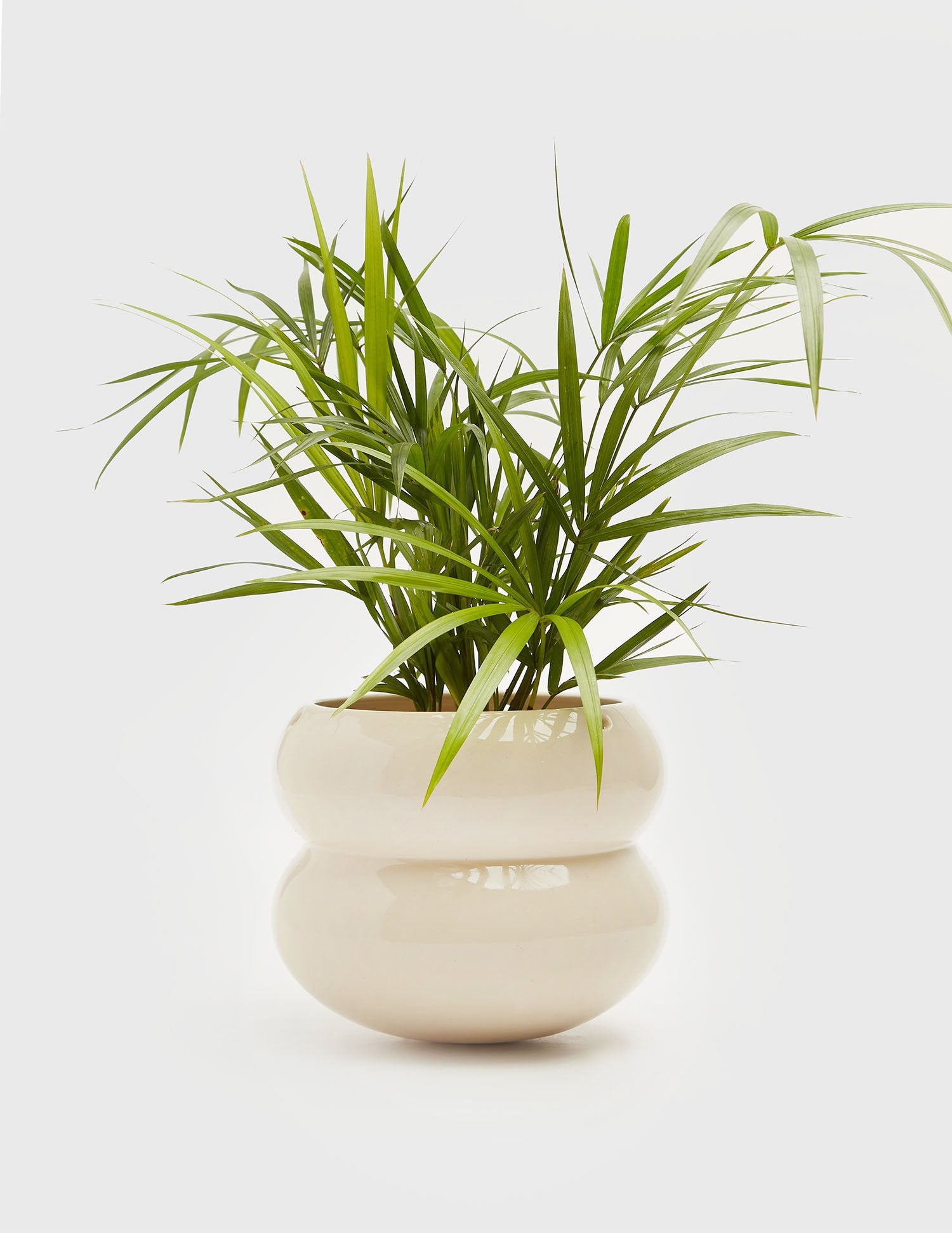 Planta Palmito en maceta de cerámica | Compra plantas online | Balcón