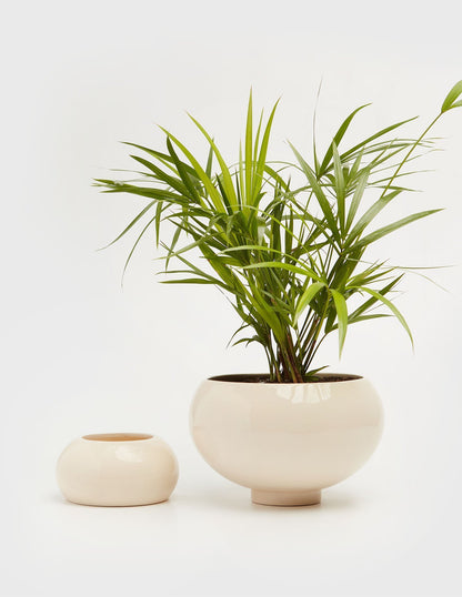 Planta Palmito en maceta de cerámica | Compra plantas online | Balcón