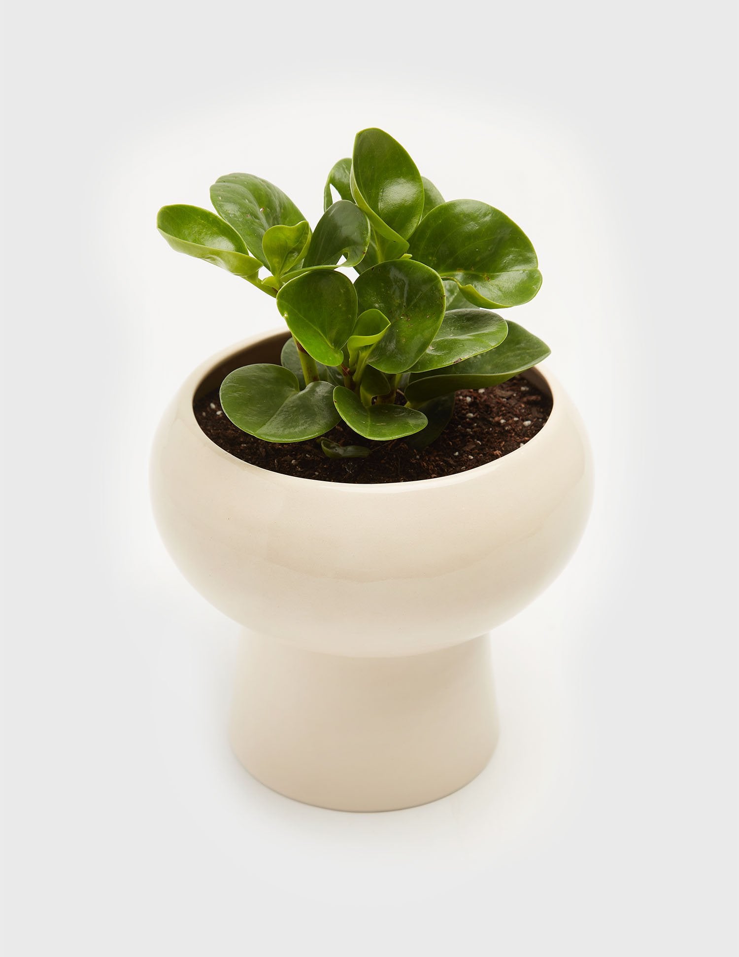 Planta Peperomia en maceta de cerámica | Compra plantas online | Balcón