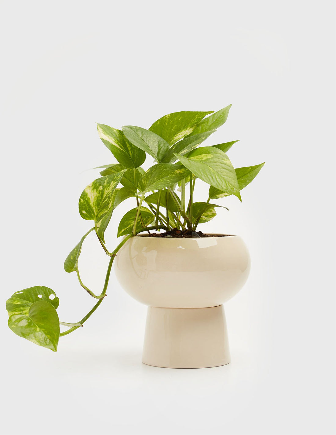 Planta Potus en maceta de cerámica | Compra plantas online | Balcón