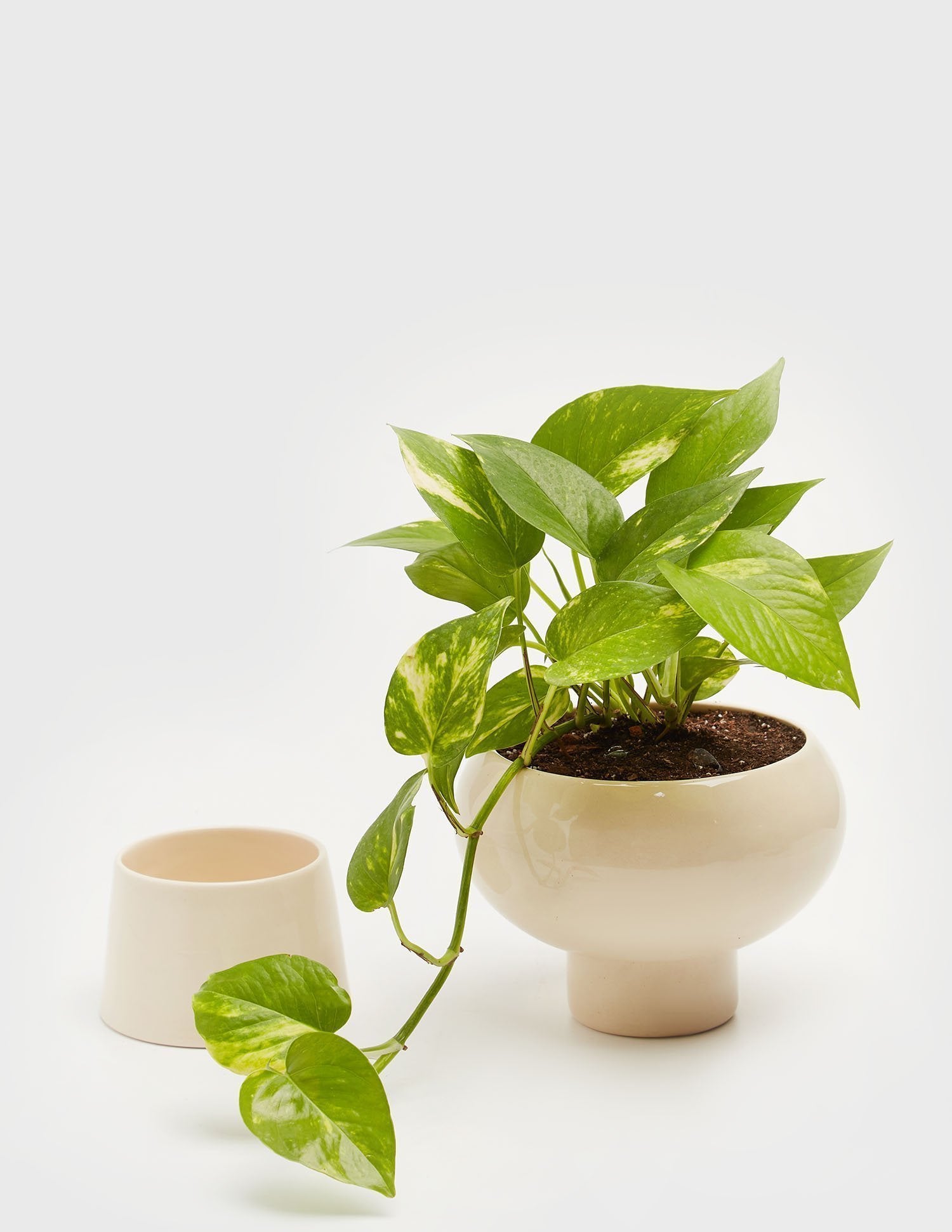 Planta Potus en maceta de cerámica | Compra plantas online | Balcón